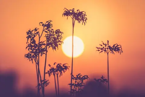 How the Sun Shapes Your Relationship & Life