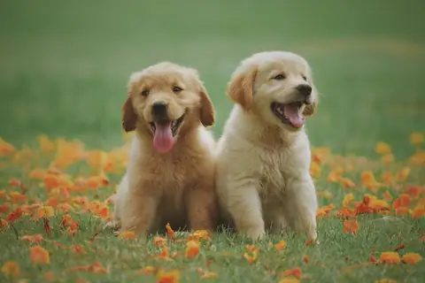 Using Your Zodiac Sign To Adopt A Pet